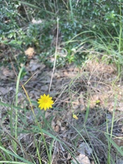 Bradburia pilosa
