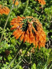 Leonotis