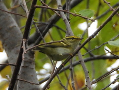 Phylloscopus proregulus