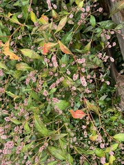 Persicaria maculosa