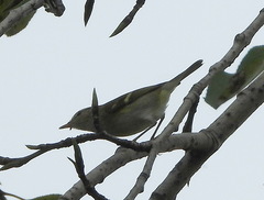 Phylloscopus inornatus