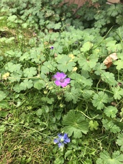 Geranium pyrenaicum