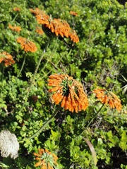 Leonotis
