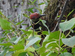 Dendrocopos leucotos