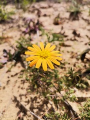 Ursinia