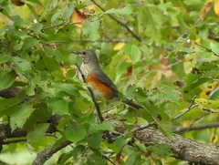 Turdus hortulorum