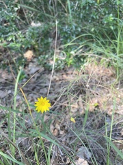Bradburia pilosa