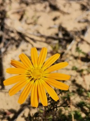 Ursinia