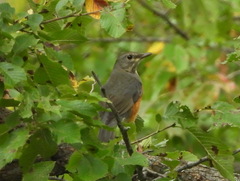 Turdus hortulorum