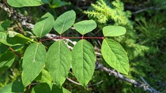 Apocynum androsaemifolium