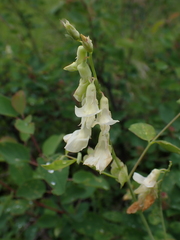 Lathyrus ochroleucus