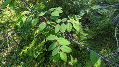 Apocynum androsaemifolium