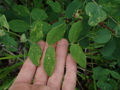 Lathyrus ochroleucus