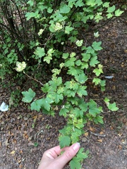Ribes alpinum