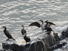 Phalacrocorax capillatus