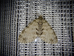 Trichopteryx grisearia