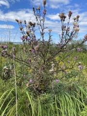 Cirsium muticum