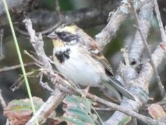 Emberiza elegans