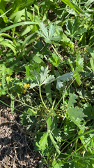 Potentilla argentea