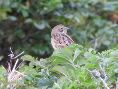Emberiza fucata