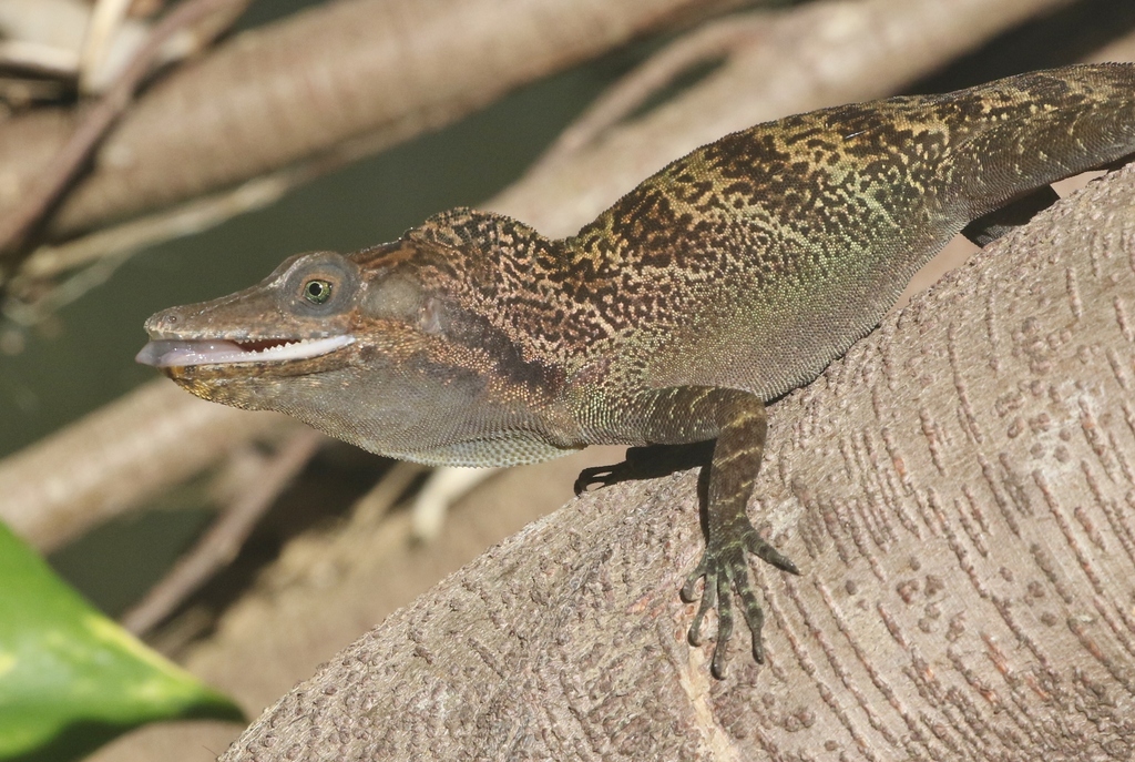 Vinales Anole