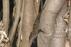 Anolis vermiculatus