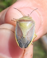 Piezodorus lituratus