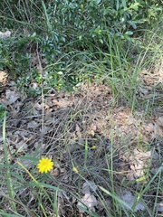 Bradburia pilosa