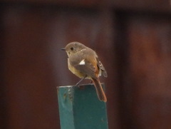 Phoenicurus auroreus