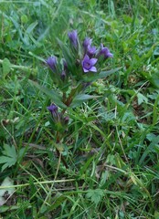 Gentianella germanica