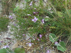 Chamaenerion fleischeri