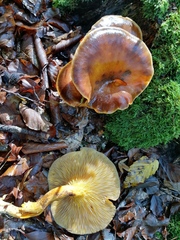 Omphalotus olearius