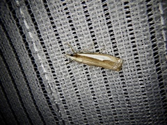 Crambus argyrophorus