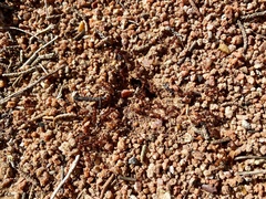 Pogonomyrmex barbatus