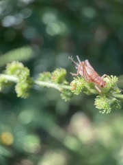 Anaxipha exigua