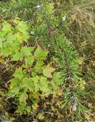 Pinus banksiana