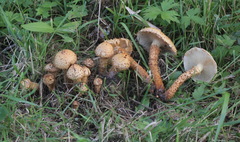 Pholiota kodiakensis