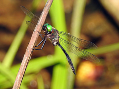 Somatochlora filosa