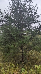 Pinus banksiana