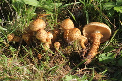 Pholiota kodiakensis