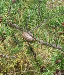Pinus banksiana