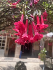 Fuchsia