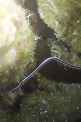 Baseodiscus hemprichii