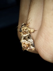 Callopistria repleta