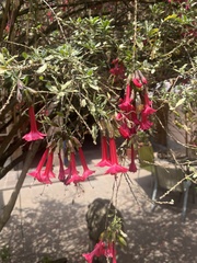 Fuchsia
