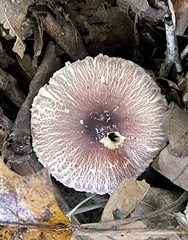 Leucoagaricus rubrotinctus