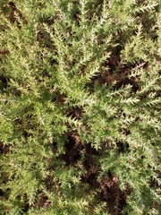 Ulex jussiaei