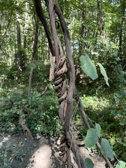 Pueraria montana