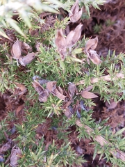 Ulex jussiaei