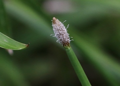 Eleocharis elegans